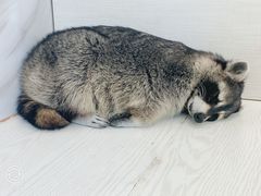 -浣熊柯尔鸭土拨鼠·电玩咖
