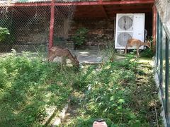 -北京鹿世界主题园