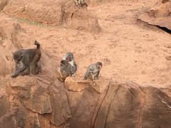 -昆明动物园