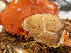 避风塘炒辣蟹-喜记避风塘炒辣蟹(旗舰店)