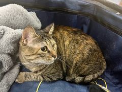 -艾贝尔宠物诊疗