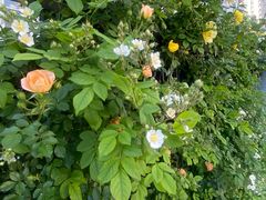 -北京第二实验小学