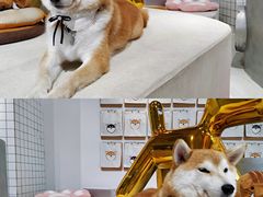 -柴务处·柴犬主题狗咖