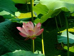 -莲湖公园