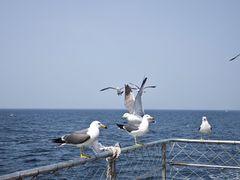 -海驴岛(荣成市)