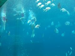 -瑞德姆美人鱼海底演艺主题餐厅(亚龙湾店)