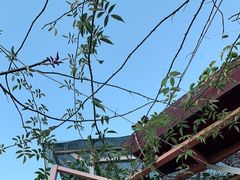 -喵屿·大理花园猫咖