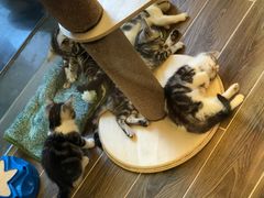 -猫大福·Fortune Cat猫舍(百子湾店)