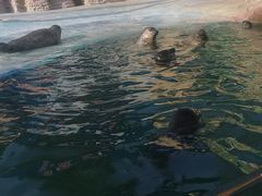 -北戴河圣蓝海洋公园