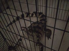 -平行世界·猫咖(首经贸店)