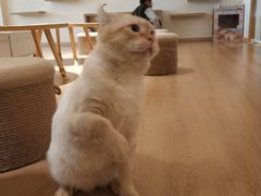 -猫腻·猫咖·撸猫馆(星光大道店)