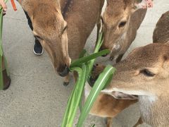 -鹿境梅花鹿生态园区