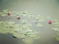 -美兰湖景区
