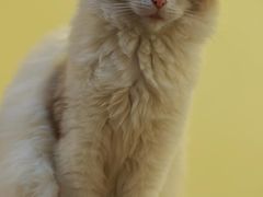 -猫色咖啡·猫咖