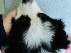 -达爱动物医院·犬猫分区·CT·复杂眼科(远洋山水分院)
