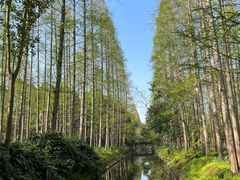 -东平国家森林公园