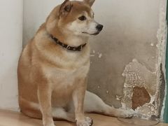 -是阿柴呀！柴犬咖啡·爱喵喵猫咖