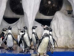 -太平洋海底世界