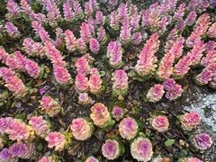 -七宝老街-闵行市民文化广场