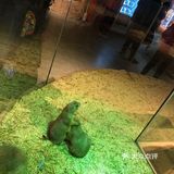 158元带宝宝看可爱的宠物[机智]