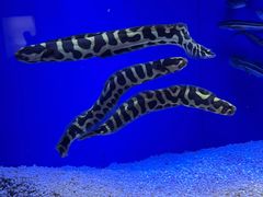 -上海海洋水族馆