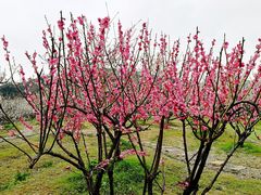 景点-香雪海