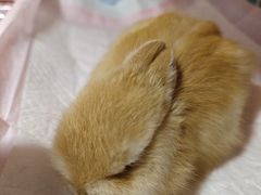 -爱侣宠医·鹦鹉专科·小型哺乳类·异宠专科(灵石路店)