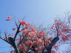 -天适樱花悠乐园