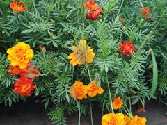 -渡口饭店(兴港路店)