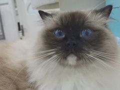 -佳雯宠物医院·皮肤科·内外科(春晓路分院)