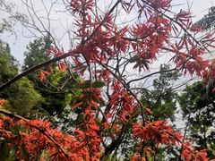 -深圳国际园林花卉博览园