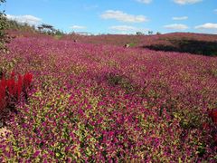 -北纬44度·金珠花海休闲农业旅游景区