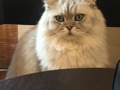 -猫友咖啡店(玉林西路店)