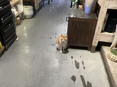 -弗劳尔花艺坊(龙涛店)