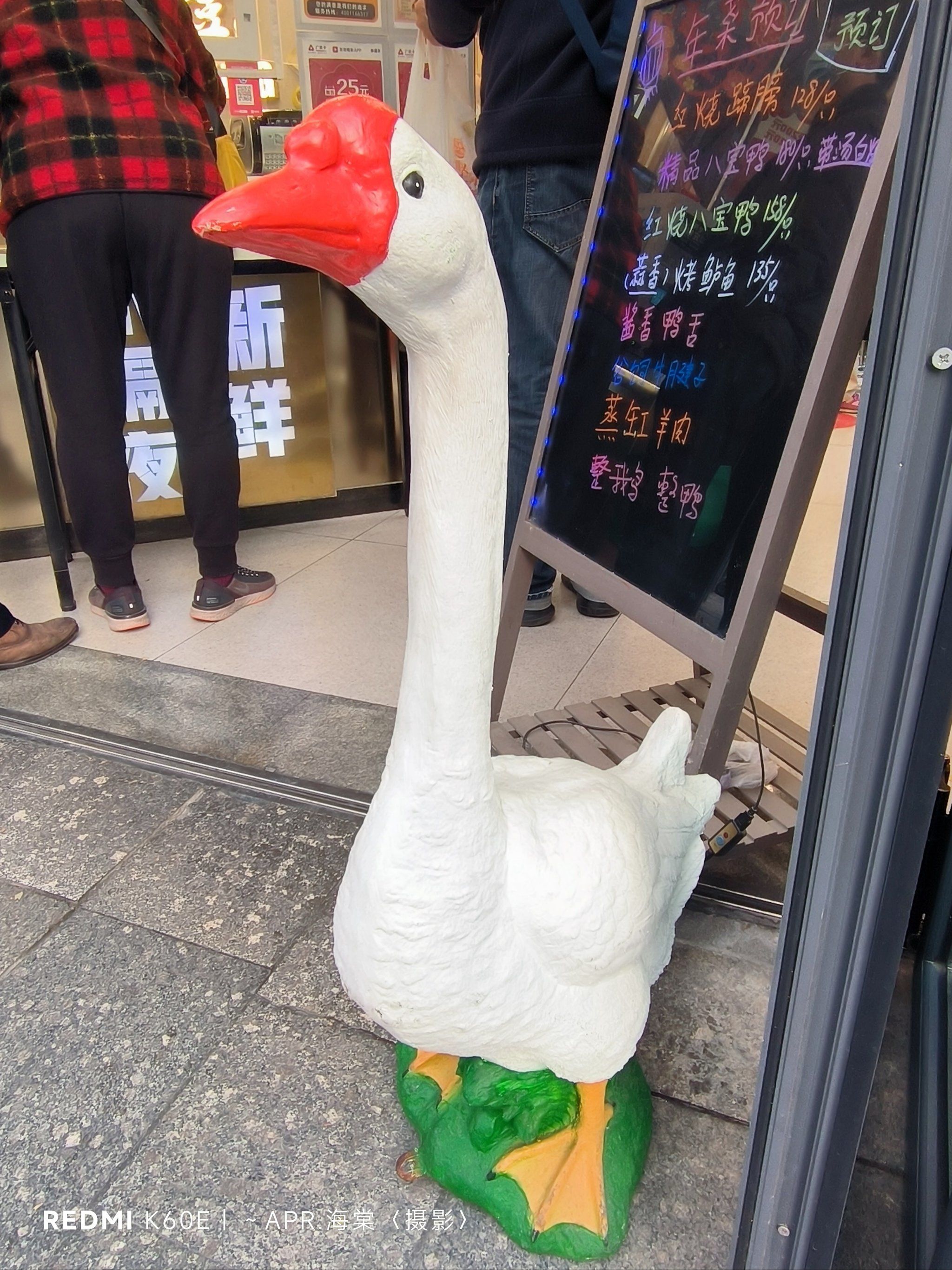 阿门阿前一只大肥鹅!