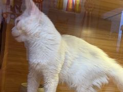 -猫十亿·布偶金渐层·曼基康矮脚猫舍(青年路店)