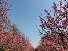 -顾村公园3号门停车场