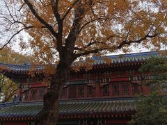 -灵谷景区