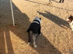 -趣玩宠物乐园寄养训犬训狗游泳池
