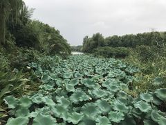 -昆山城市生态森林公园