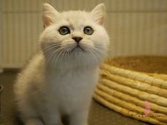 -爱侣宠医·鹦鹉专科·小型哺乳类·异宠专科(灵石路店)