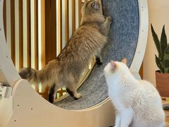 -猫小主咖啡·猫咖cat cafe(福田店)