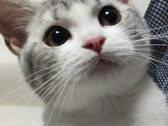 -lincat·猫舍(广州店)