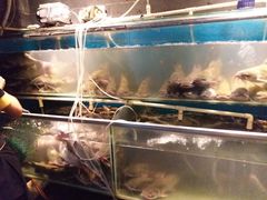 -老板恋上鱼(恒隆广场店)