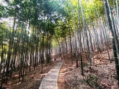 -上海佘山国家森林公园西佘山园