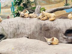 -上海野生动物园