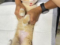 -爱侣宠医·鹦鹉专科·小型哺乳类·异宠专科(灵石路店)