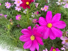 -海心沙亚运公园