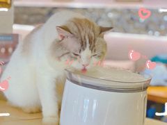 -more than meow吴止猫主题餐厅(承德 中船汇店)