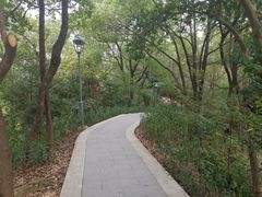 -金鸡山公园